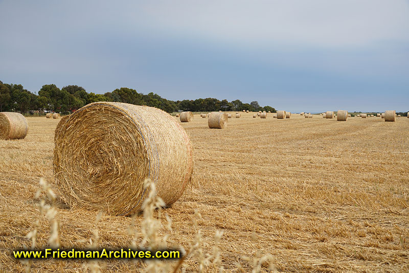 farming,agriculture,harvest,horses,rolls,field,