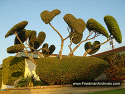 heart-shaped tree