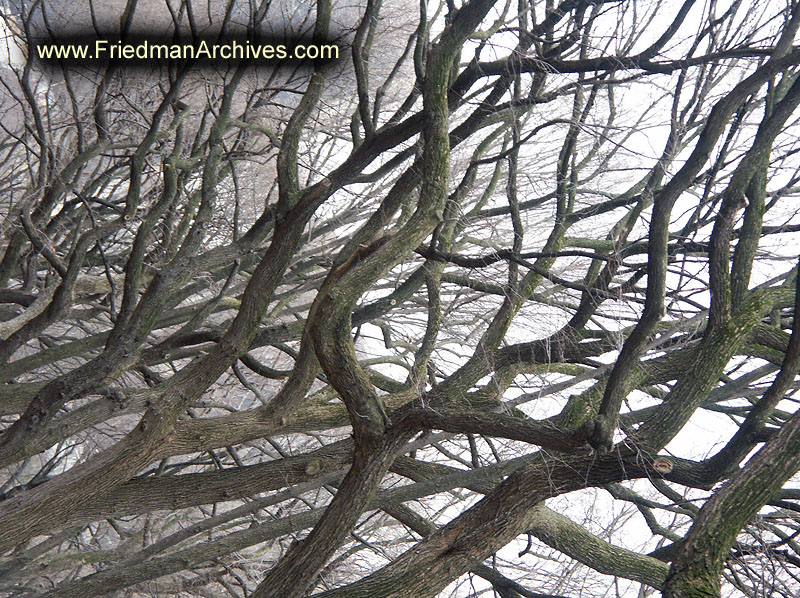 Tree Branches Photo
