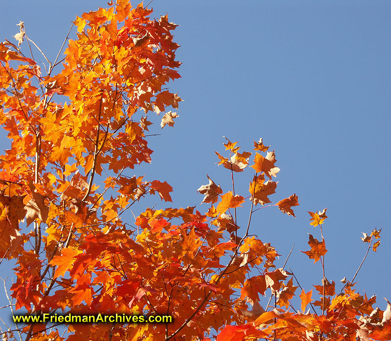 Fall Leaves