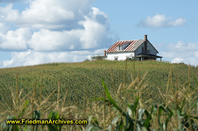 Field,crops,corn,rows,hill,scenic,farm,house,
