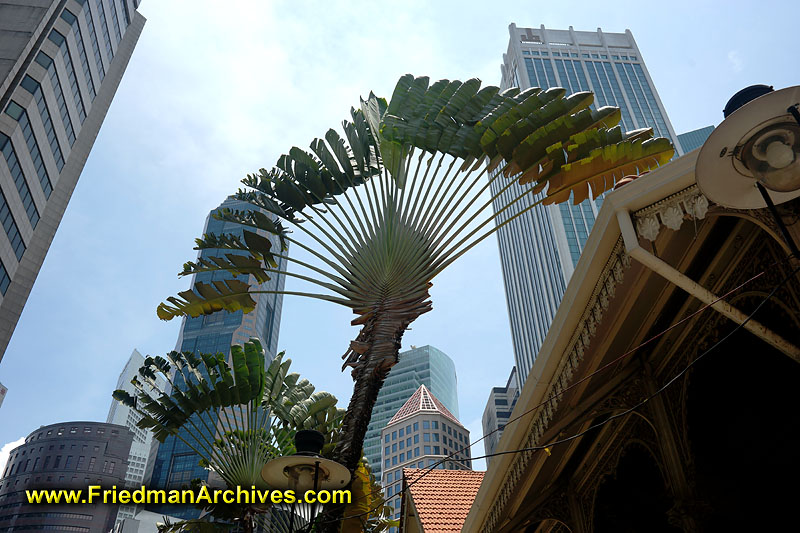 flora,fauna,palm,vertical,fan,tree,city,