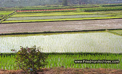 Square rice fields