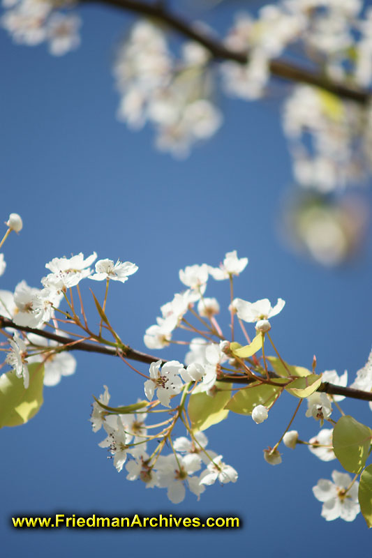 flower,nature,tree,branch,pretty,colorful,spring,bloom,leaf,white,focus,