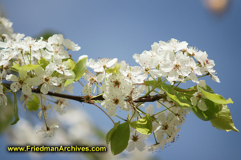 flower,nature,tree,branch,pretty,colorful,spring,bloom,leaf,white,focus,