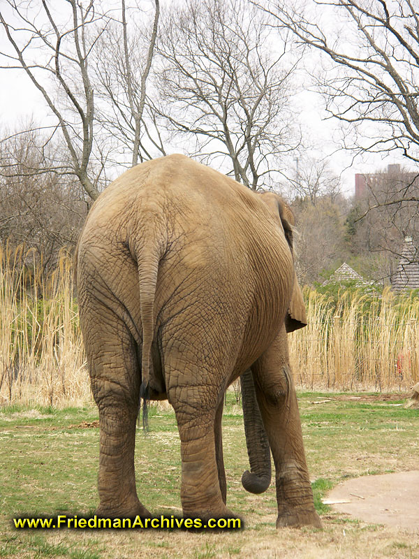 Elephant's Rear End