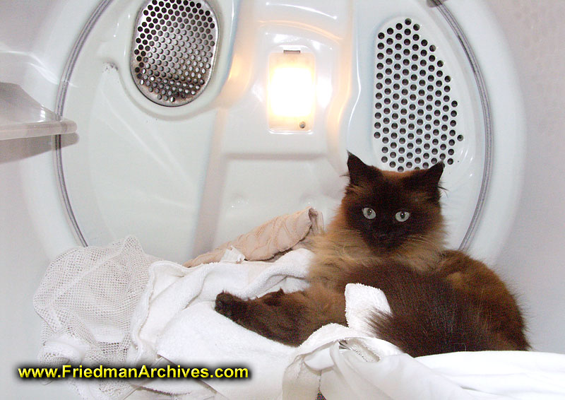 Cat in Dryer