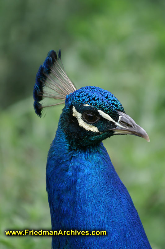 Peacock Head 5