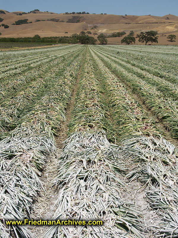 Crops with White Dust
