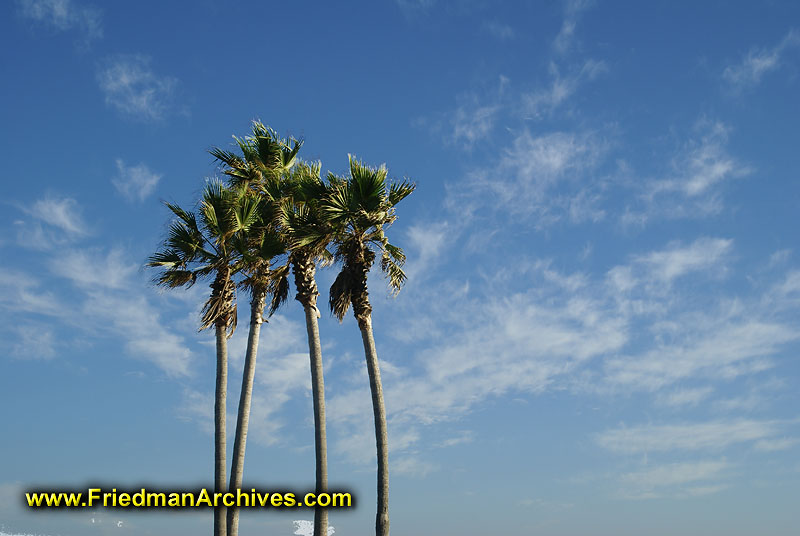 Palm Trees and Sky Horizontal