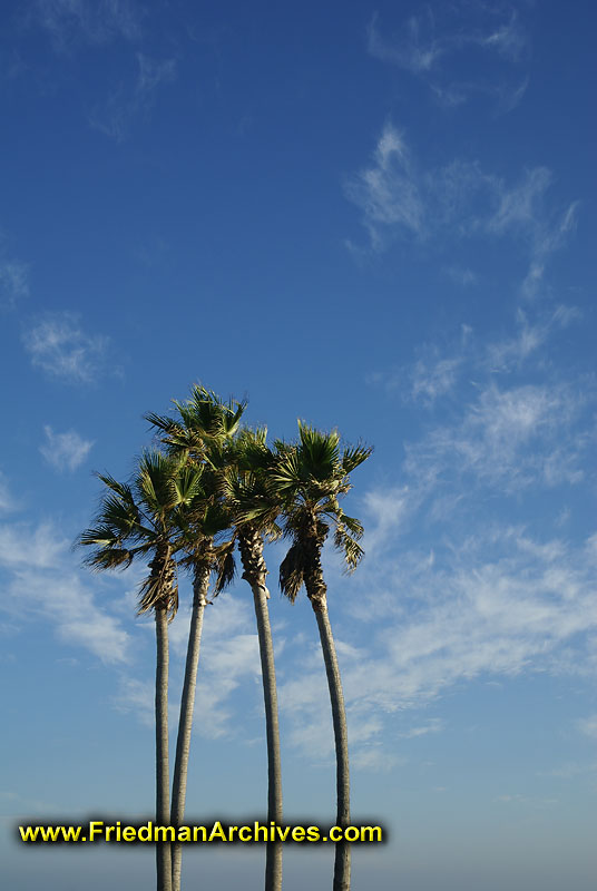 Palm Trees and Sky Vertical