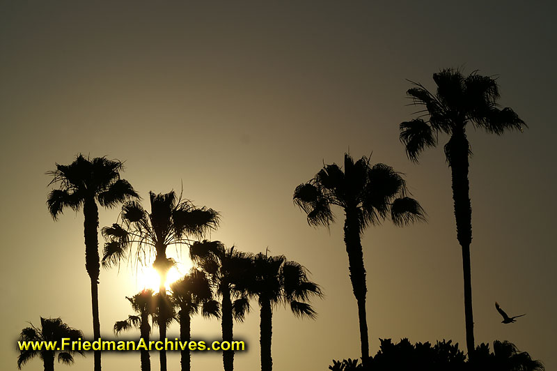 Palm Trees at Sunset - Horizontal