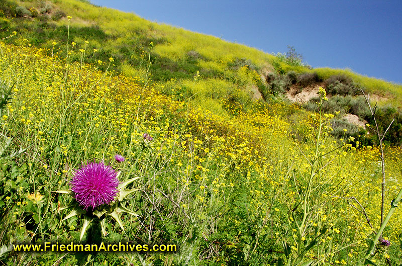 Purple Flower on Yellow Hillside
