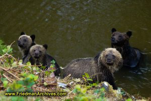 4 Bears Looking