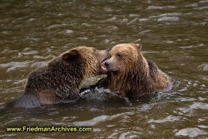 Bears playing in water