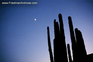 Cacti and Sky