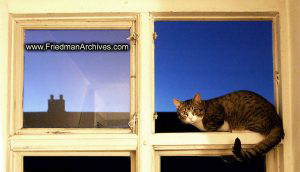 Cat on Window Sill