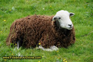 Cherynobyl sheep