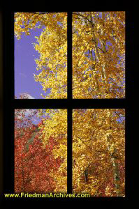Foliage through 4-pane window