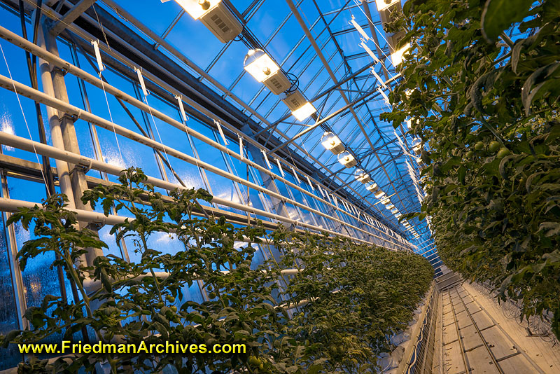 Greenhouse at Dusk