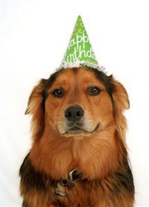 Kona in party hat (close)