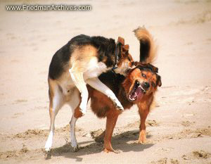 Mike and Kona Fighting at Beach