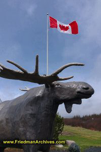 Moose Head with Canadian Flag