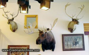 Moose and Deer Heads on Wall