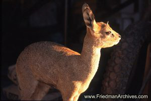 Namibia Images Adult Steenbok