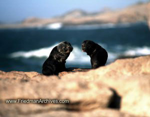 Namibia Images Baby Seals