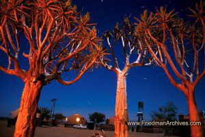 Namibia Images Eerie trees at night