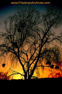 Namibia Images Fuzzy Tree Sunset