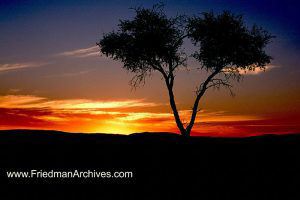 Namibia Images Split Tree Sunset