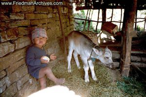 Nepal Images - Boy and Calf