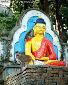 Nepal Images Buddha and Monkeys