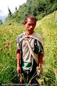Nepal Images - Man in Field