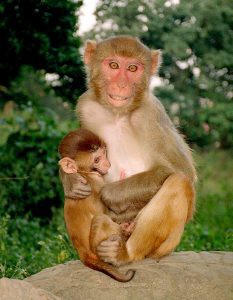 Nepal Images - Monkeys