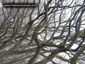 Central Park Tree Branches