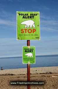 Polar Bear Alert