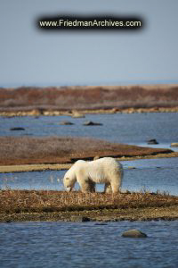 Polar Bear with No Snow