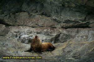 Sea Lion in Alaska