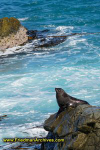 Seal on a Rock