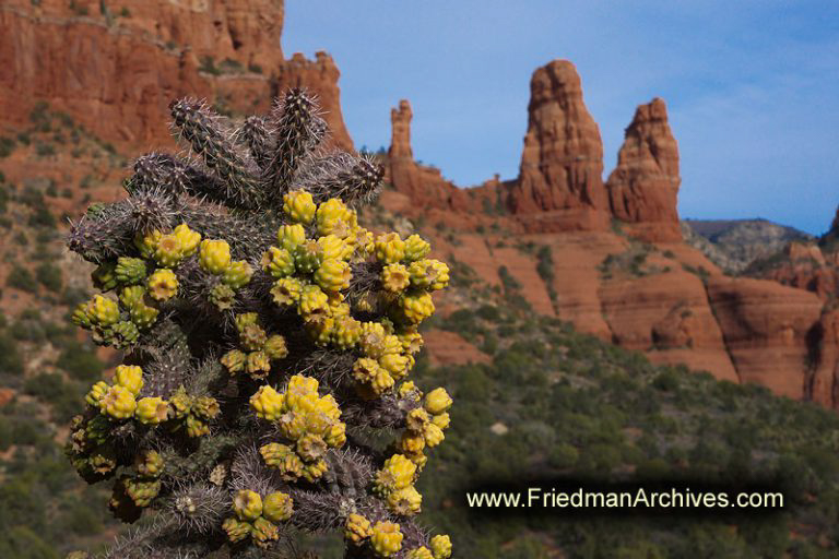 Sedona Cactus Flowers – The Friedman Archives – Stock Photo Images by ...