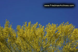 Sedona Green Leaves, Blue Sky