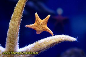 Two starfish hold hands under the sea.
