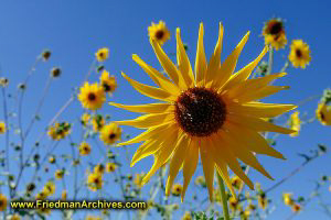Sunflowers - Park City, Utah
