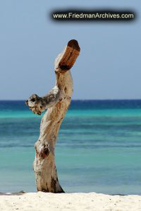 Tree Stump by the Beach