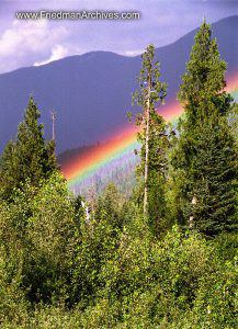 Trees and Rainbow