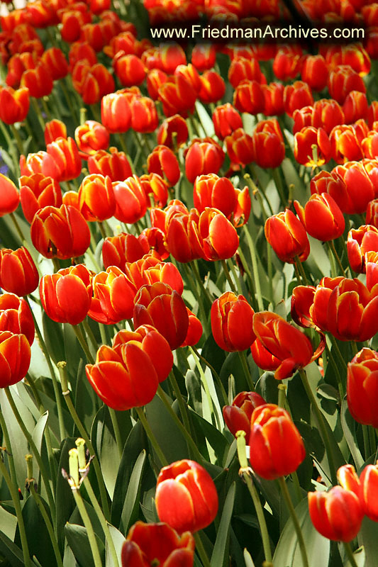 Tulips