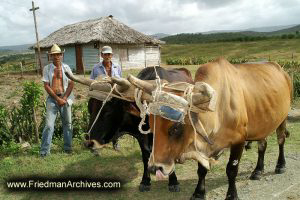Two Guys with OxenTwo Guys with Oxen